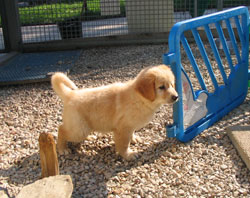 chiot de Sonate  6 semaines